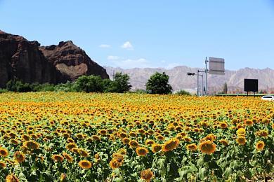 CDPR二十周年官网开放 可参与庆典